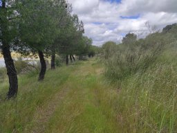 Flora del Cerro Masatrigo